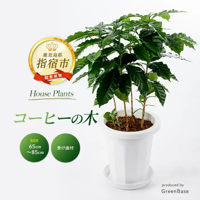 2026年4月上旬～発送【観葉植物】コーヒーの木 7号 Green Base IB003-018 観葉植物 ※北海道・沖縄・離島配送不可