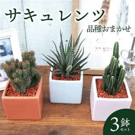 おすすめおまかせ サキュレンツ3個セット【配送不可地域：離島・沖縄県】【1697809】