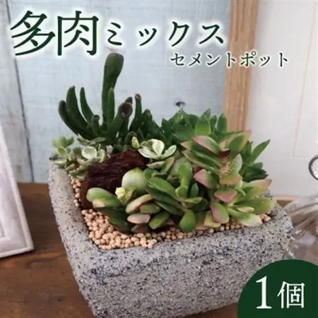 多肉植物ミックスセメントポット仕立て1個【配送不可地域：離島・沖縄県】【1697819】