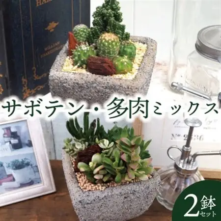 多肉植物ミックスセメントポット仕立て サボテンミックスセメントポット仕立て 2個セット(各1個ずつ)【配送不可地域：離島・沖縄県】【1697833】