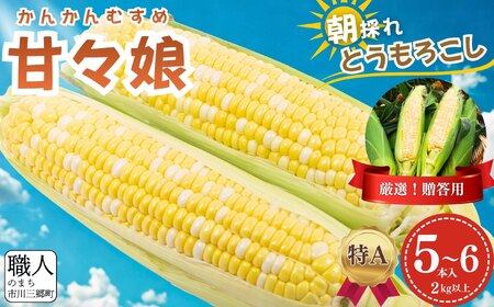 極甘フルーツとうもろこし「甘々娘（かんかんむすめ）」特Ａ品・激選贈答用 5～6本入り 【2026年6月中旬から発送】 アグリ甲斐 [5839-8579] 