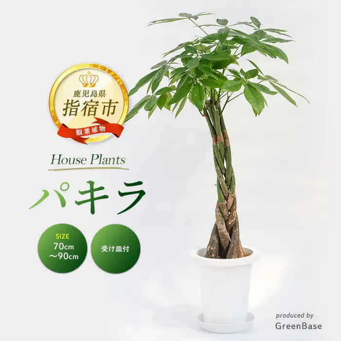 2026年6月頃～発送【観葉植物】パキラ 7号 Green Base IB003-021 観葉