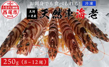 【活きてるみたい！】お刺身でも食べられる三河一色産天然車海老　冷凍250g　中サイズ8～12尾、アートロック凍結・M109