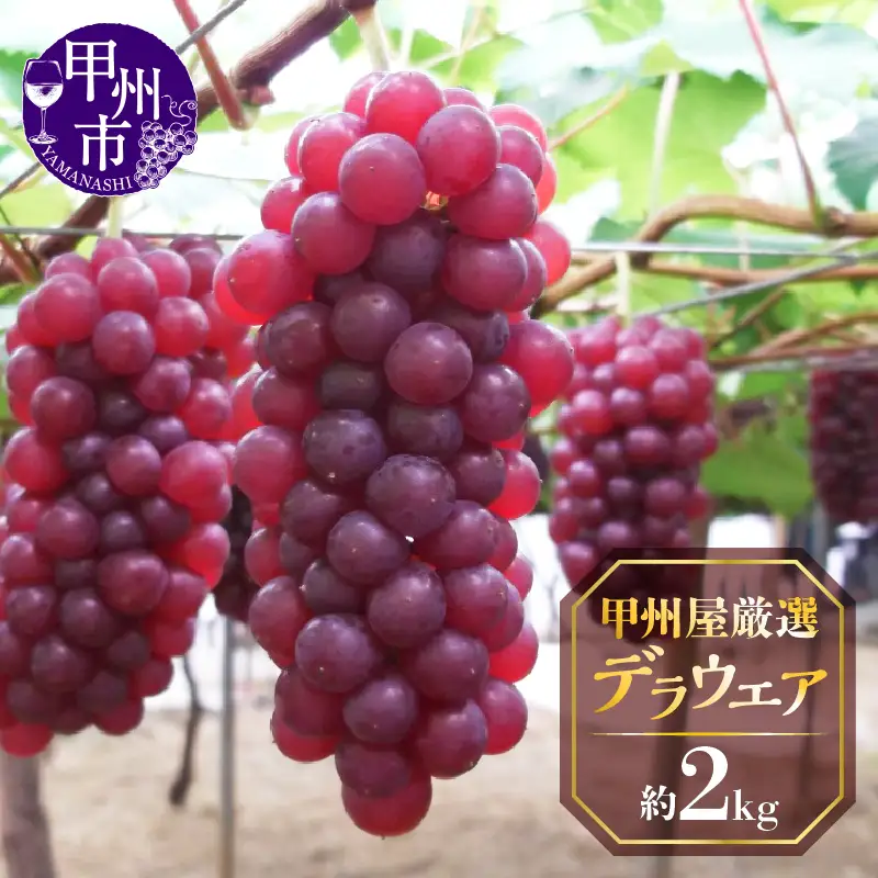 甲州屋厳選 勝沼産デラウエア葡萄 約2kg【2026年発送】C-193 ぶどう フルーツ