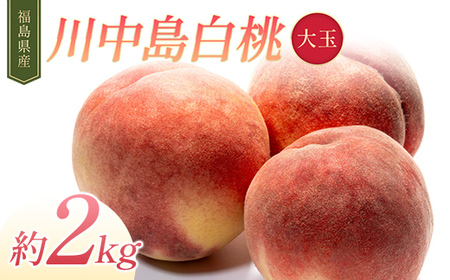 【2026年出荷分先行予約】福島県産 川中島白桃 約2kg (約6玉入り) 伊達農園 大玉 伊達の桃 桃 フルーツ 果物 もも モモ momo  F21C-310
