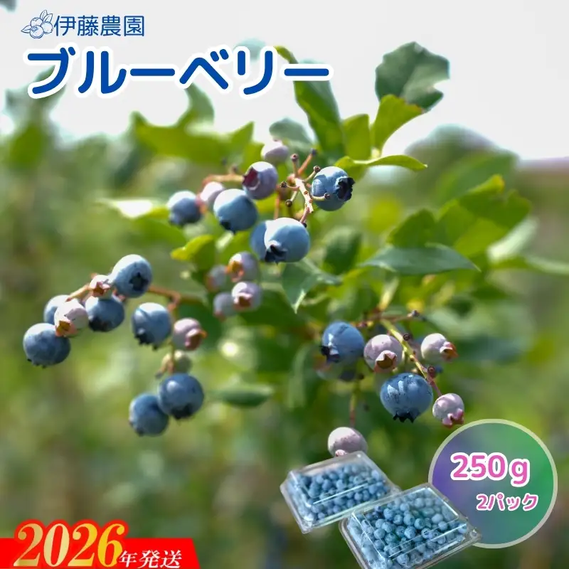 No.3243　ブルーベリー（生）約250ｇ×2パック