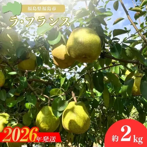 No.3244 ヤマ考紺野果樹園 ラフランス約2kg【2026年発送】