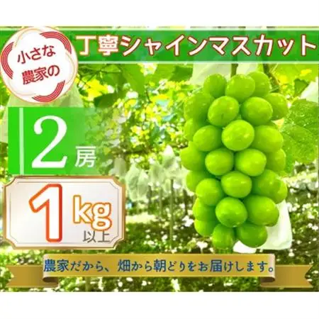 小さな農家の丁寧シャインマスカット計1kg2房入り【配送不可地域：離島】【1699611】