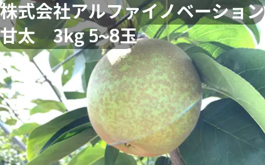 アルファイノベーション株式会社　甘太　3kg 5~6玉【11246-0367】