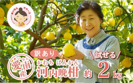 訳あり 河内晩柑 2kg みかん わけあり かわちばんかん あいなんマザーズ