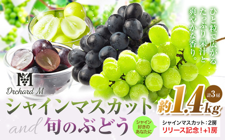 〈プラスワン企画実施中〉 シャインマスカット 2房 ＋ お試しぶどう 1房 計 1.4kg Orchard M《8月中旬-10月上旬頃出荷》熊本県 長洲町 果物 フルーツ スイーツ デザート