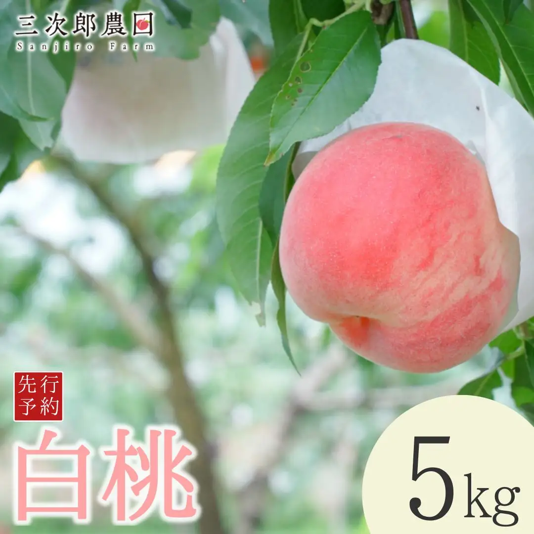 先行予約 白桃 約5kg 令和8年度 贈答用桃 新潟県三条市産 桃 三次郎農園