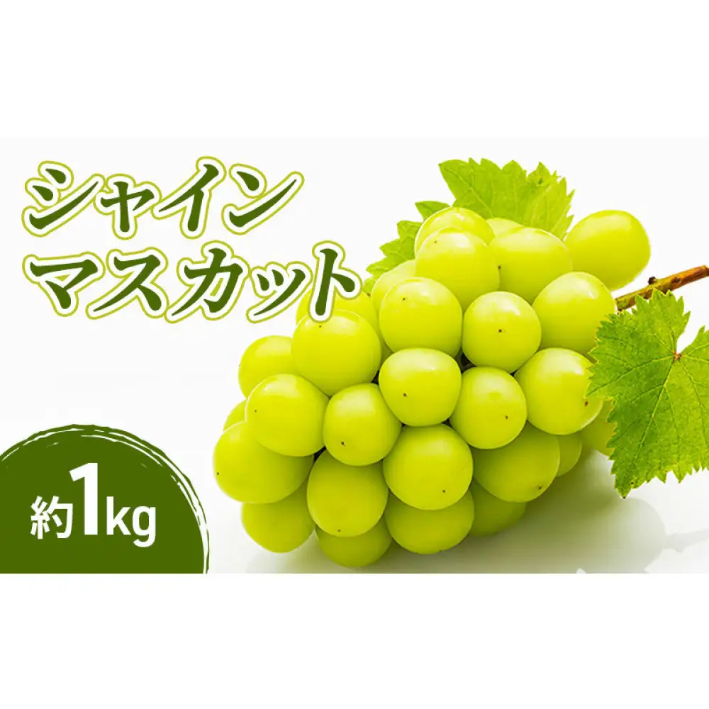 2026年産先行予約シャインマスカット 1kg 果物 フルーツ マスカット 長野県 |  シャインマスカット ぶどう フルーツ 果物 人気 おすすめ ギフト プレゼント 送料無料 長野県 長野市 信州 信濃 ふるさと納税