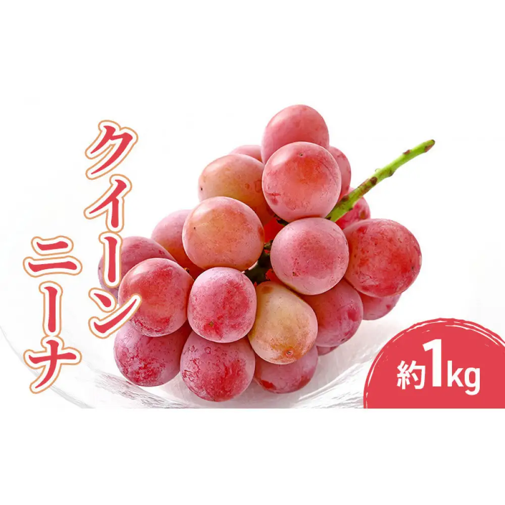 2026年産先行予約クイーンニーナ 1kg 果物 フルーツ ぶどう 長野県 | ぶどう 