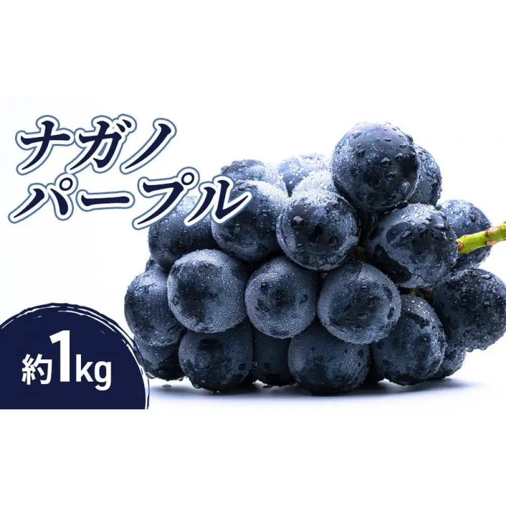 2026年産先行予約ナガノパープル 1kg 果物 フルーツ ぶどう 長野県 | ぶどう
