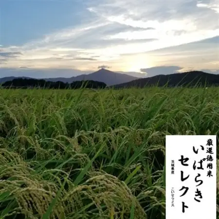 茨城県産 こしひかりミックス 精米 令和7年産　10kg×1袋【配送不可地域：離島・沖縄県】【1700773】