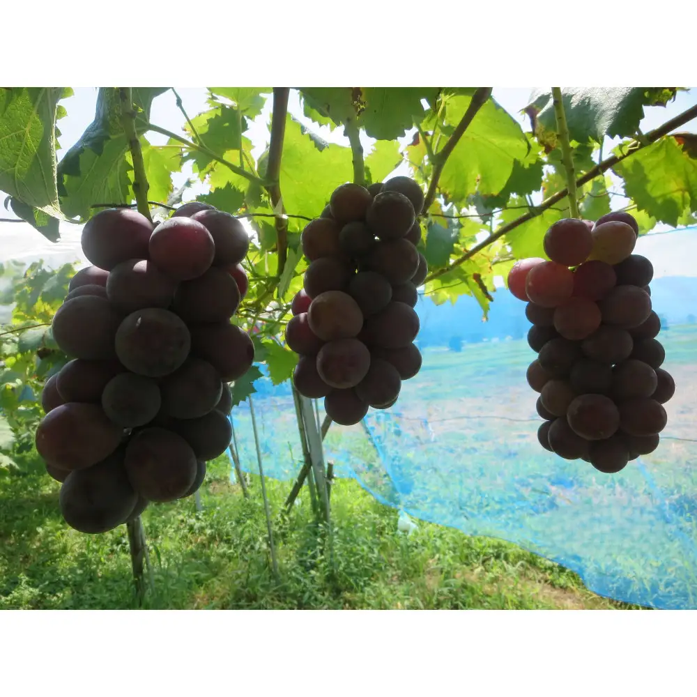 【2026年先行予約】南魚沼市産 藤みのり3～4房（1.5ｋｇ以上）