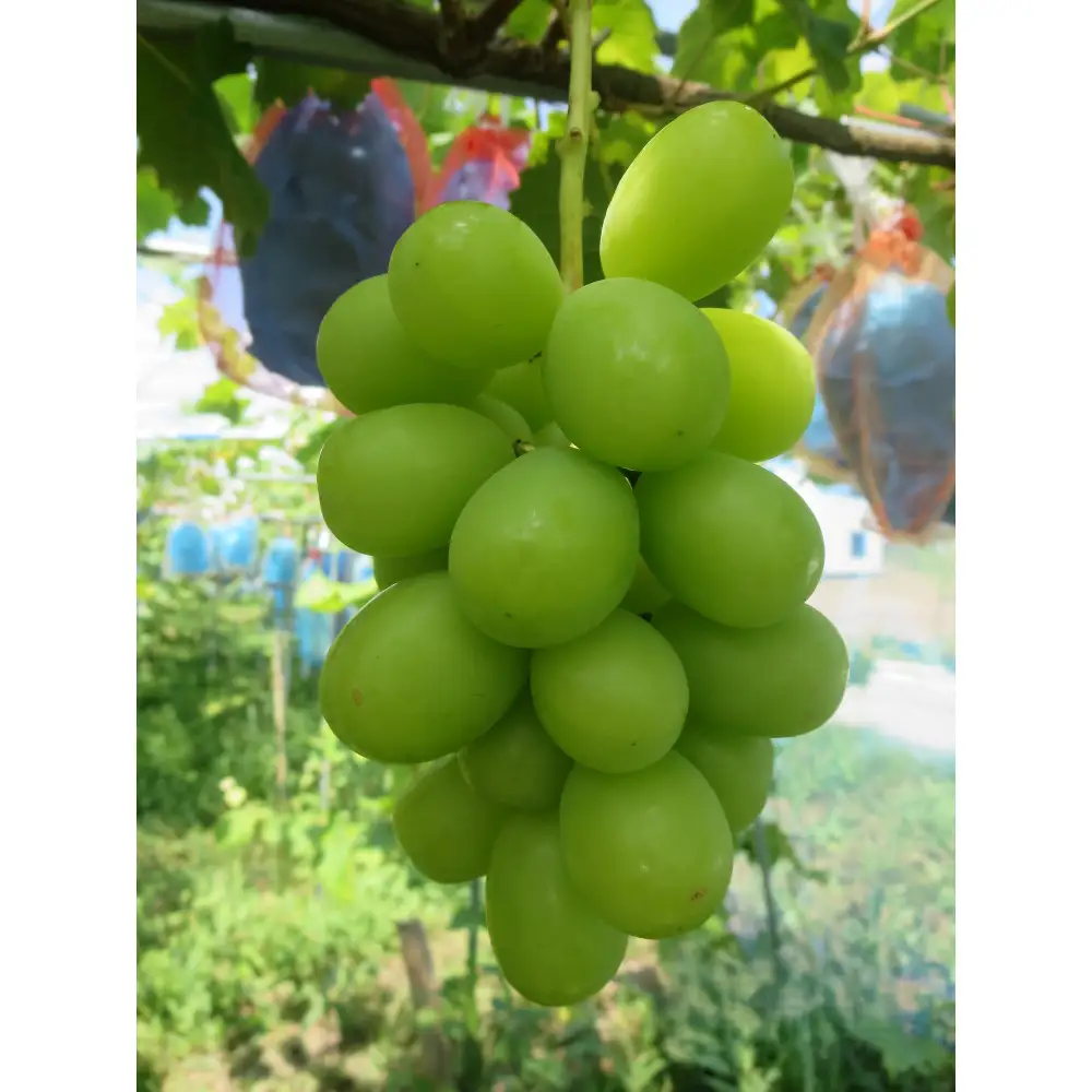 【2026年先行予約】南魚沼市産 シャインマスカット2～3房　(1ｋｇ以上）