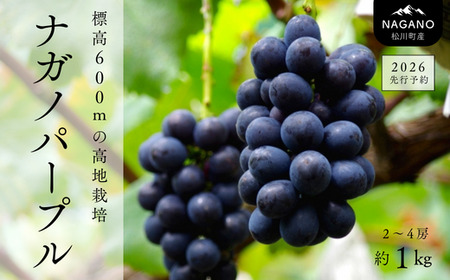 TK34　ぶどう ナガノパープル 約1kg ／2026年9月上旬～中旬頃 配送予定 // 贈答 長野県 南信州 ぶどう 葡萄 ナガノ パープル 種なし 皮ごと 果物 フルーツ