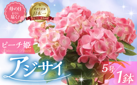 《母の日までにお届け》アジサイ【ピーチ姫】 母の日 プレゼント あじさい 紫陽花