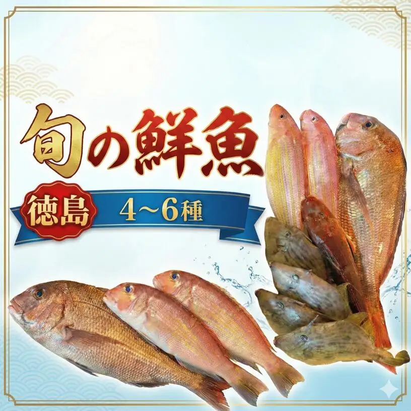 鮮魚 お試し 4～6種 徳島県産 鮮魚