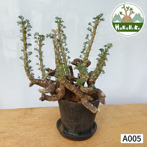 サルコカウロン・ムルチフィズム (発根管理済) A005｜観葉植物 コーデックス [0677]