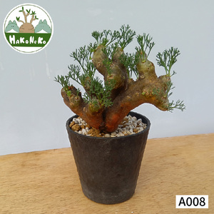 サルコカウロン・ムルチフィズム (発根管理済) A008｜観葉植物 コーデックス [0680]