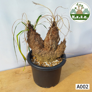 キセロフィタ トリコフィラ (発根管理済) A002｜観葉植物 コーデックス [0683]