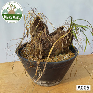 キセロフィタ トリコフィラ (発根管理済) A005｜観葉植物 コーデックス [0686]