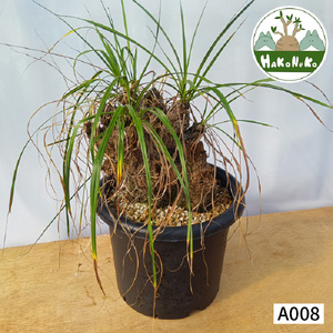 キセロフィタ トリコフィラ (発根管理済) A008｜観葉植物 コーデックス [0689]