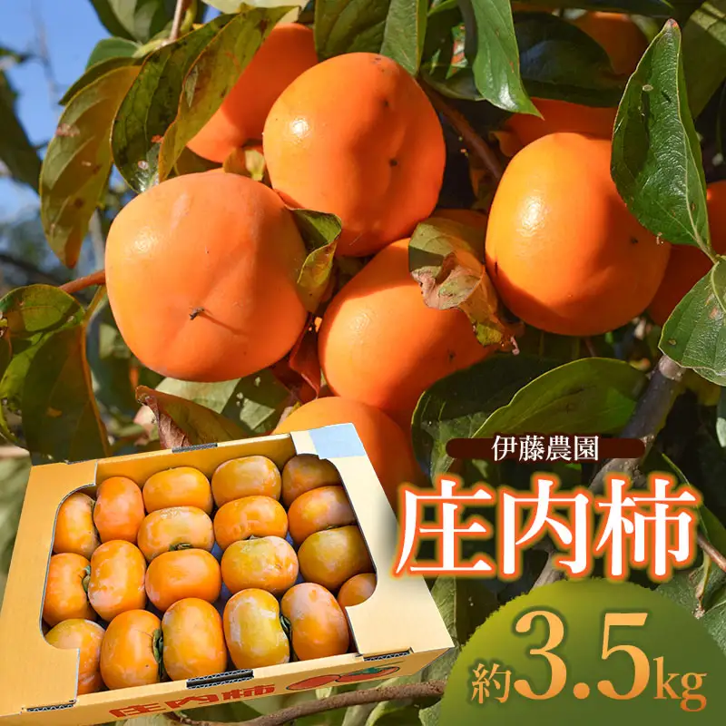 【令和8年産先行予約】庄内柿 約3.5kg 　山形県鶴岡市　伊藤農園
