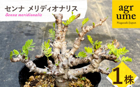 センナ メリディオナリス 1株 Senna meridionalis 長与町/アグリューム[EAI234]