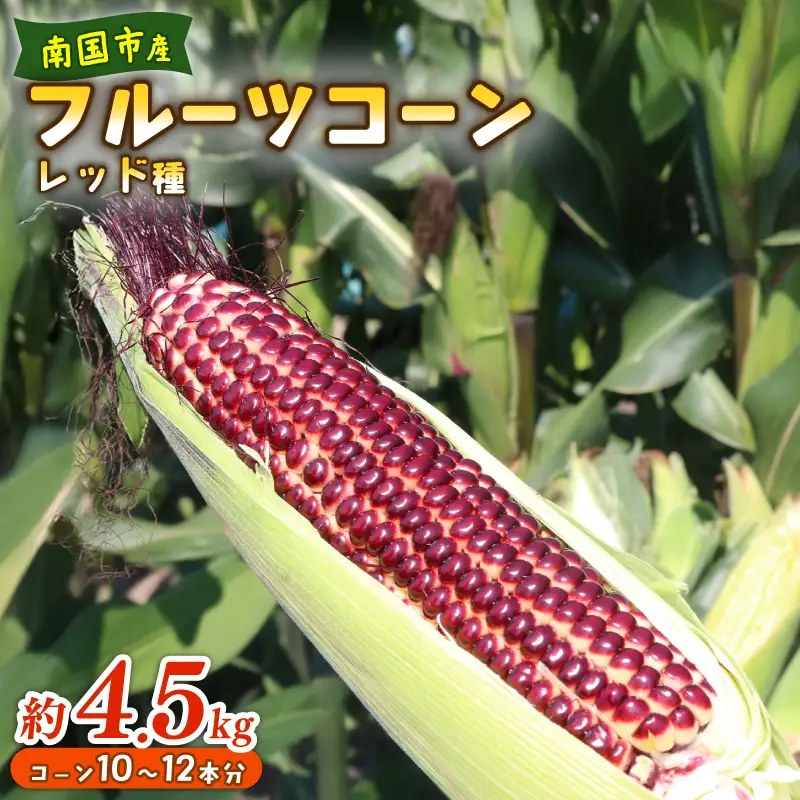 【2026年先行予約 / 数量限定 とうもろこし】 フルーツコーン レッド種 10～12本 とうもろこし