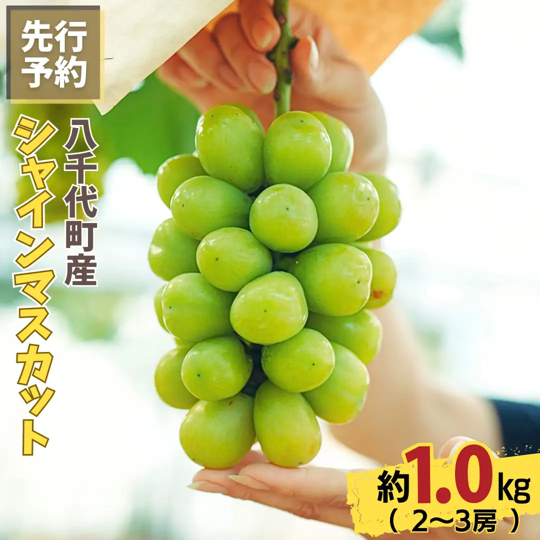 8月下旬発送 八千代町産 シャインマスカット 約1kg ブドウ 先行受付