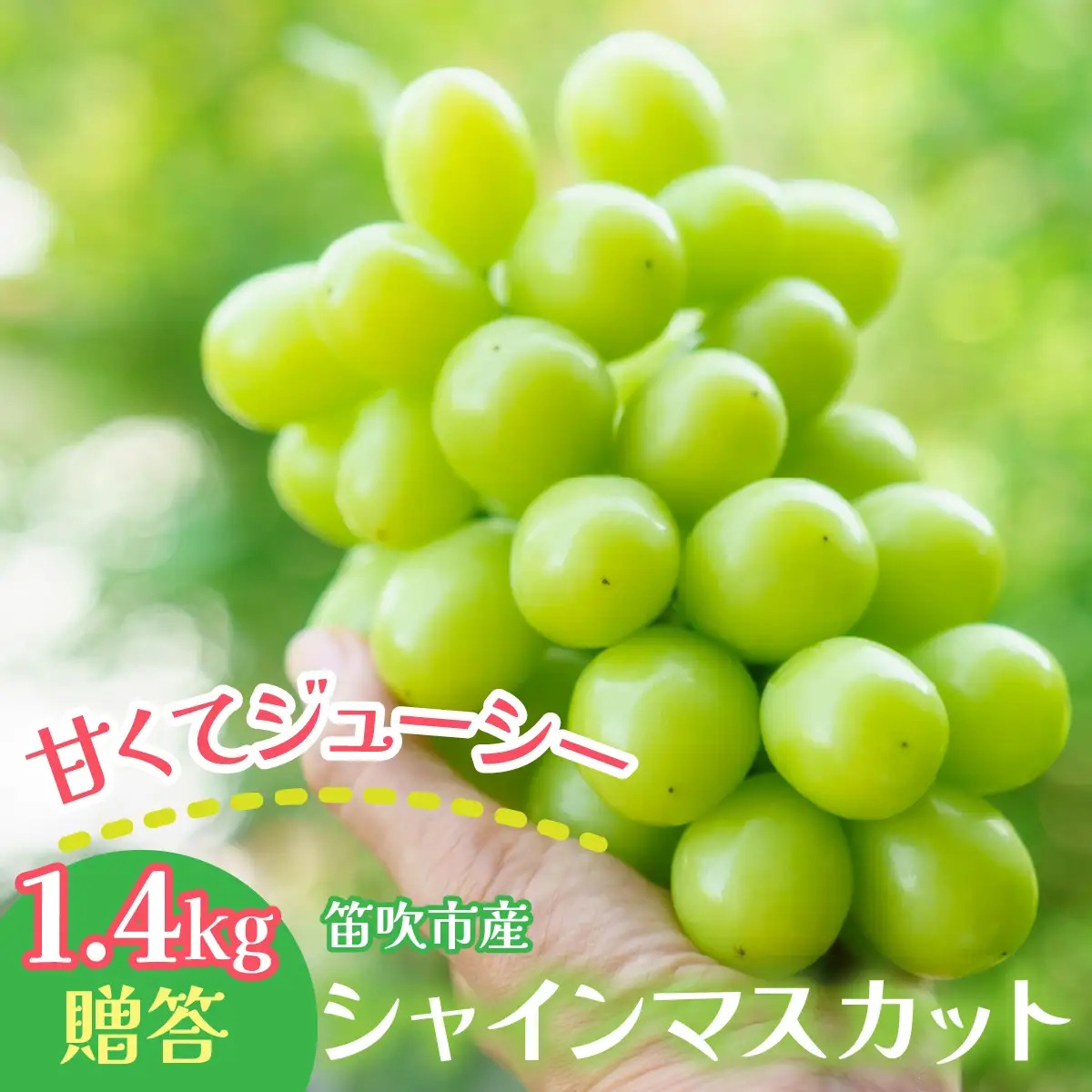 【2026年発送★先行予約】笛吹市産 シャインマスカット1.4kg　贈答　石倉ファーム 241-004-26y