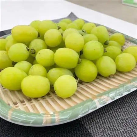 【2026年発送】【訳あり】山梨市産シャインマスカットつぶつぶ 1kg【配送不可地域：離島・沖縄県】【1697582】