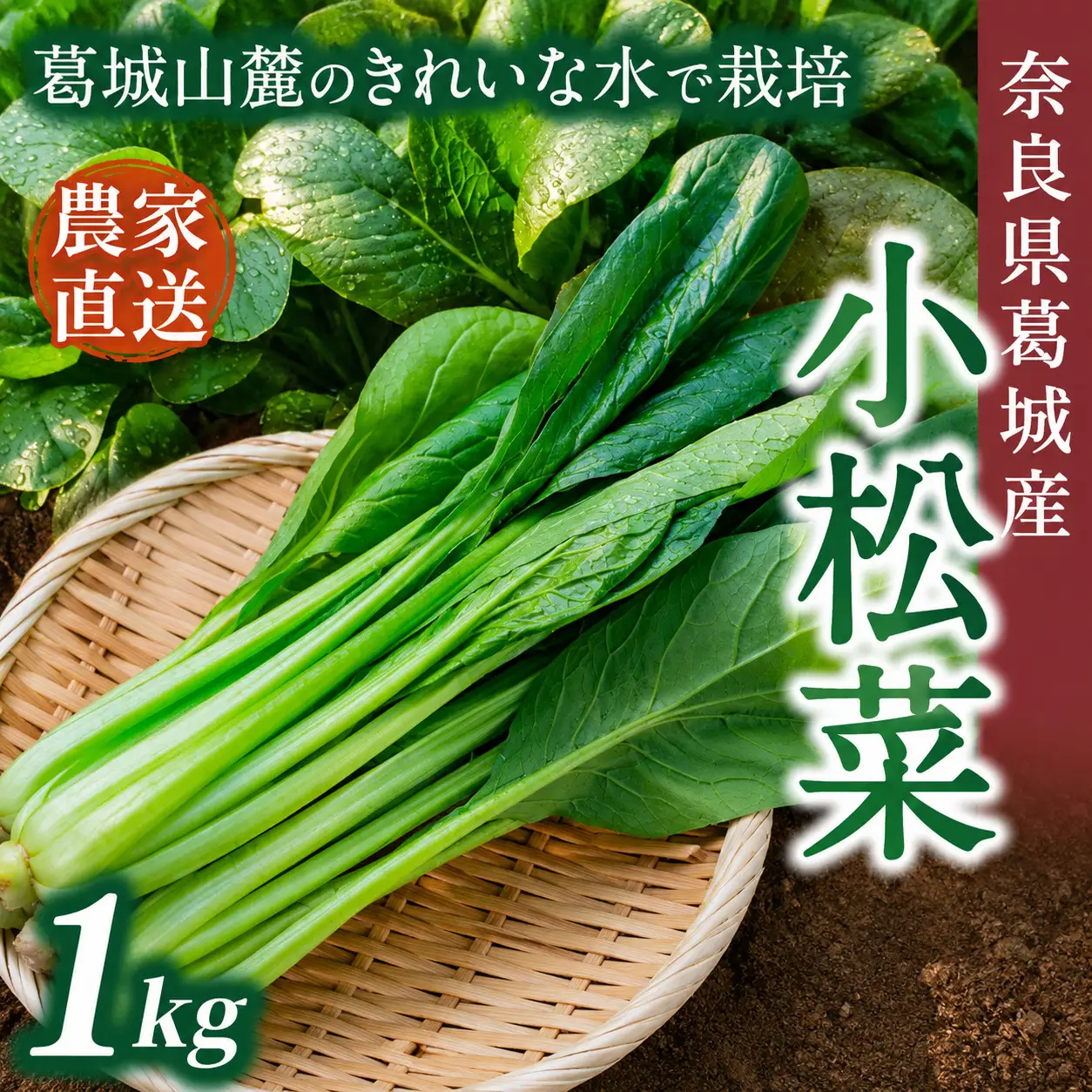 奈良県産 小松菜 約1kg  【順次発送】 葛城市【smlk060】