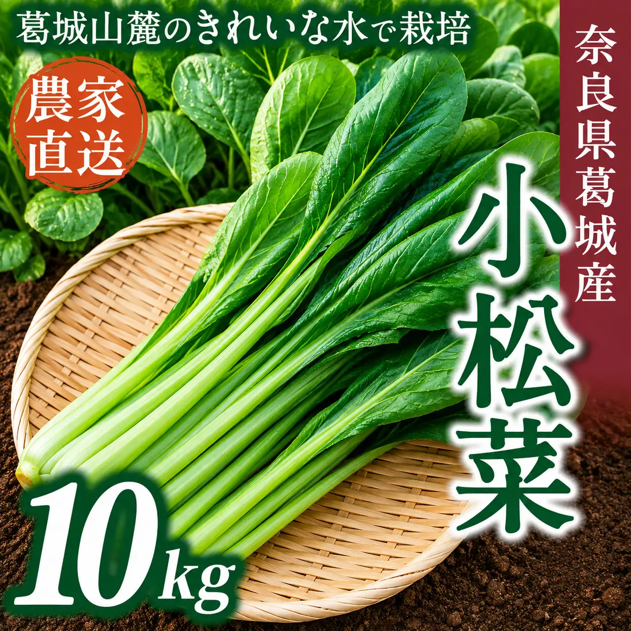 奈良県産 小松菜 約10kg  【順次発送】 葛城市【smlk063】