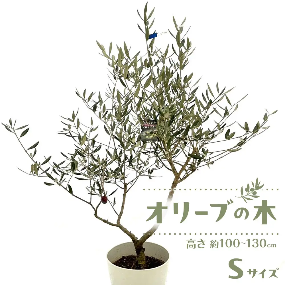 オリーブの木　Sサイズ　高さ約100～130cm