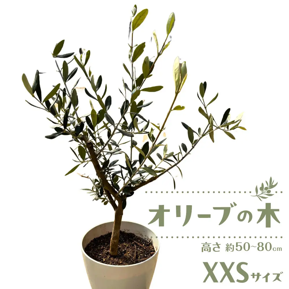 オリーブの木　XXSサイズ　高さ約50～80cm