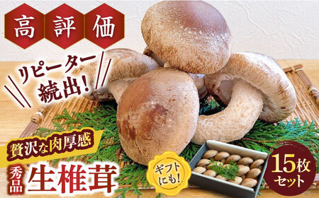 生椎茸 秀品15枚 SBX001 椎茸