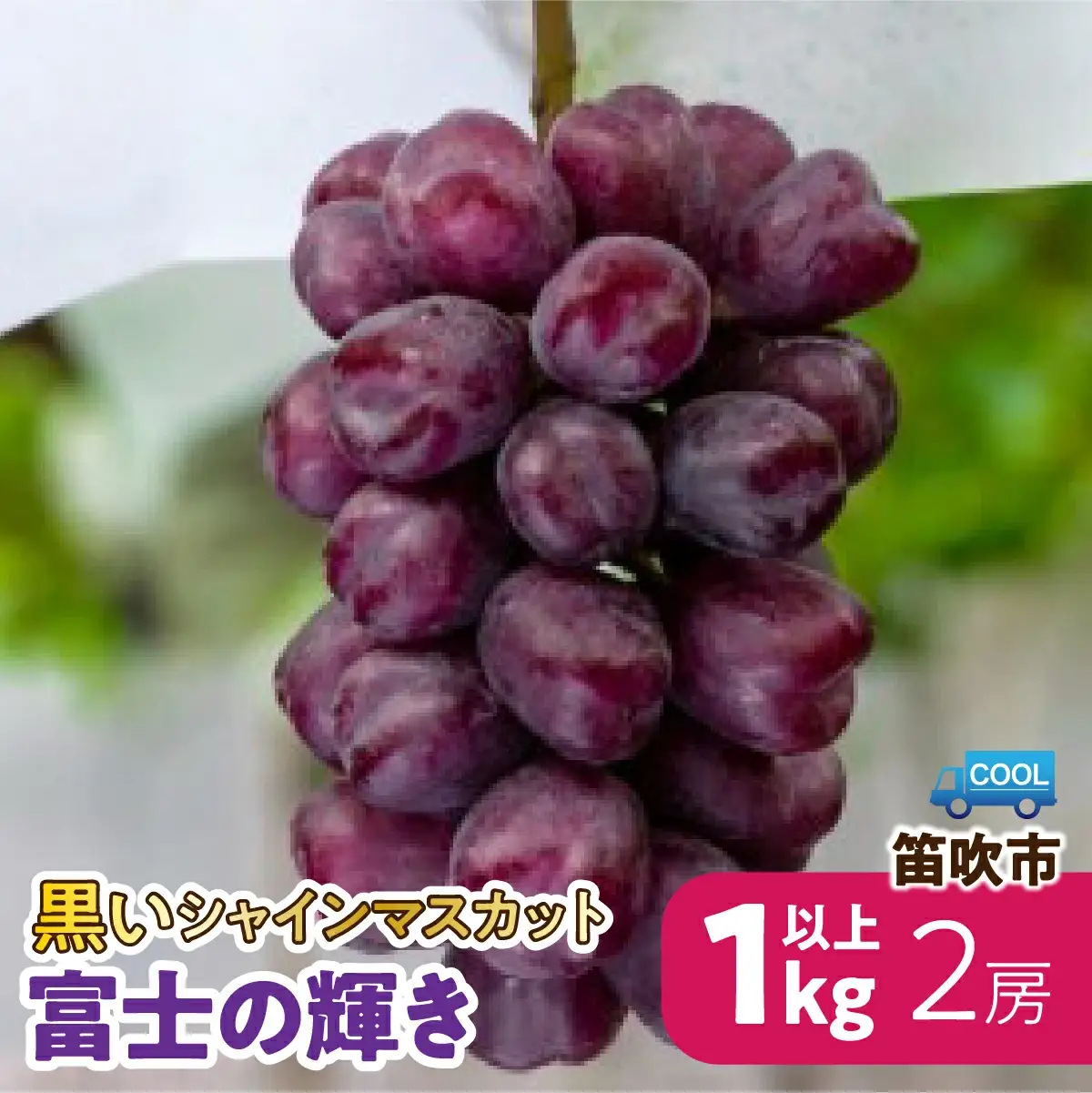 【2026年発送★先行予約】＜黒いシャインマスカット＞と呼ばれる蜂蜜のように甘い「富士の輝き」2房約1㎏以上 106-026-26y