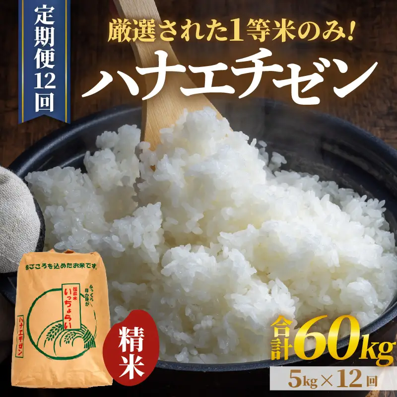 【先行予約】【令和8年産・新米】【一等米】 ＜定期便12回＞ ハナエチゼン 精米 5kg × 12回（60kg）《発送直前精米！》 ／ 福井県産 ブランド米 ご飯 白米 お米 コメ 新鮮 大賞 受賞 新米 ※2026年9月上旬以降順次発送予定 [aw012-k010]