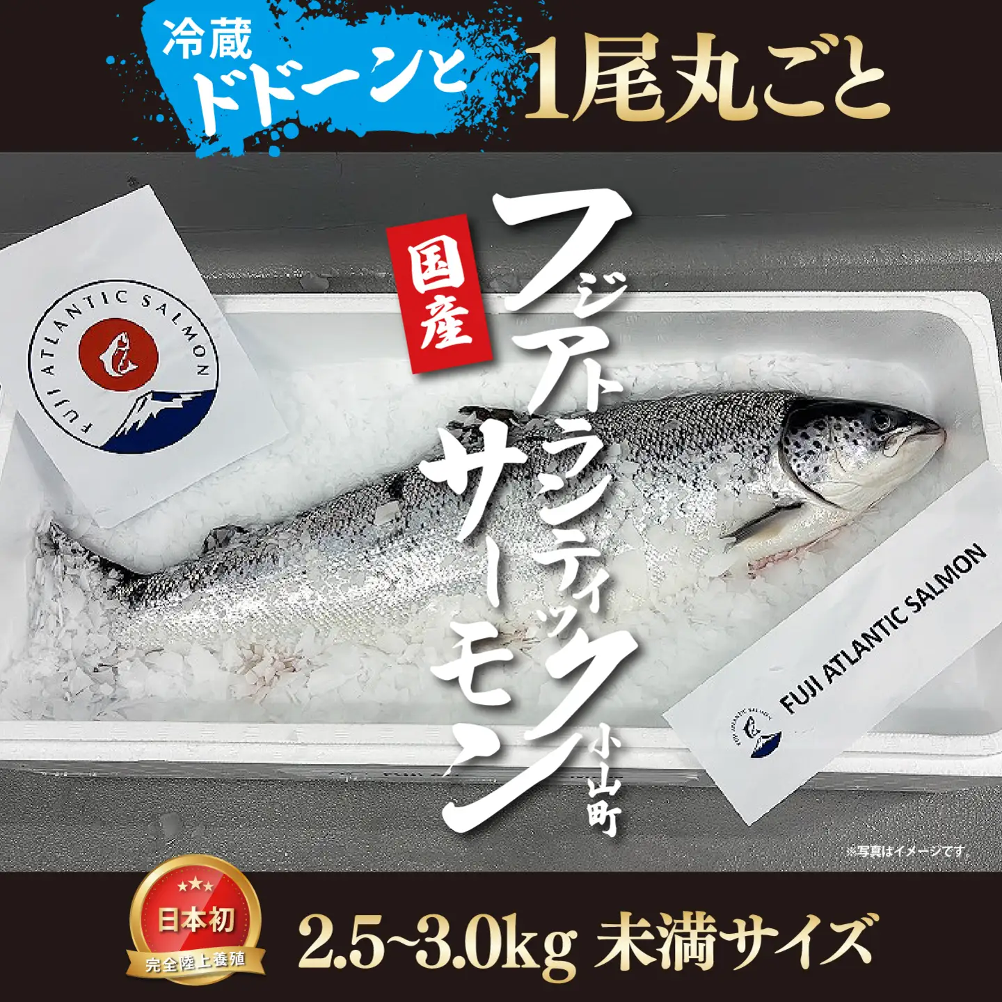 フジアトランティックサーモン 冷蔵 1尾 2.5～3.0kg未満サイズ サーモン