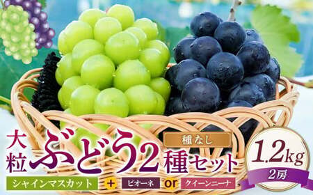 大粒 ぶどう 2種 セット シャインマスカット他 2房 計約1.2kg 【2026年10月上旬から12月下旬頃迄発送予定】 ／  シャインマスカット マスカット 葡萄 ブドウ 種無し 種なし