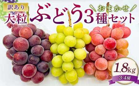 訳あり 大粒 ぶどう 3種 セット 3～4房 計約1.8kg シャインマスカット・ピオーネ等 おまかせ【2026年10月上旬から12月下旬頃迄発送予定】 ／  マスカット ピオーネ 葡萄 ブドウ 種無し 種なし