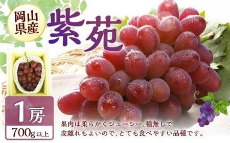 冬 ぶどう 2026年 先行予約 紫苑 1房 700g以上 【2026年10月下旬～11月下旬 発送予定】 環山堂 岡山県 葡萄 ぶどう 果物 フルーツ くだもの お取り寄せ 贈り物 ギフト 国産