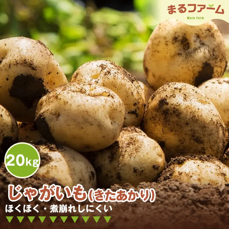 ジャガイモ（きたあかり） 20kg ／ じゃがいも きたあかり 国産 新鮮 野菜 大容量 たっぷり 粉質 食感 甘み ポテトサラダ マッシュポテト つぶしやすい 料理用 日常使い 千葉県 特産 No.385