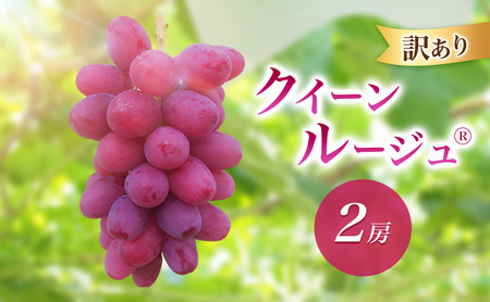 2026年産訳ありクイーンルージュ(R)2房　果物 葡萄 ぶどう 赤ぶどう マスカット フルーツ 長野県 駒ケ根市