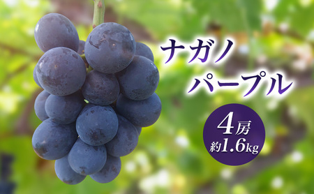2026年産ナガノパープル４房　約1.6kg　 種なし 果物 葡萄 ぶどう フルーツ 長野県 駒ケ根市